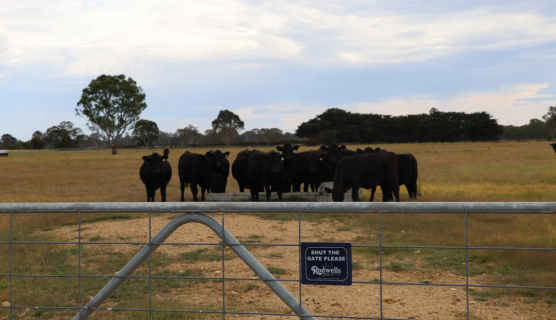 A photo of a gated paddock with herded cows.