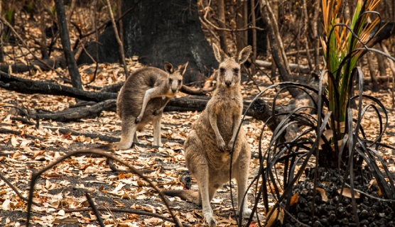 Funding supports Australian wildlife bushfire recovery and preparation
