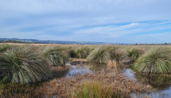 A photo of a wetland in Bunyip, Victoria