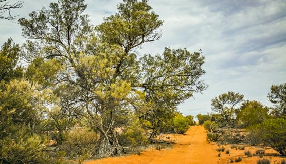 Yellow flowers on desert trees lining the side of the rough red sandy bush track: remote Googs Track, Eyre Peninsula South Australia