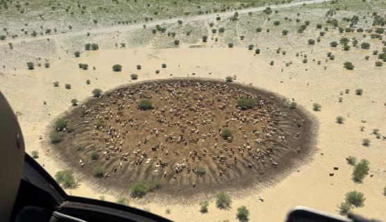 Aerial photo of massive paddock that's mostly flooded with murky water except for a circular mound that has lots of sheep on it. At the bottom of the photo are the pilot's feet and the frame of the helicopter window.