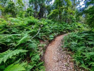 A photo of the Narooma mountain bike trail