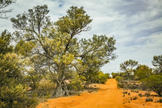 Yellow flowers on desert trees lining the side of the rough red sandy bush track: remote Googs Track, Eyre Peninsula South Australia