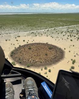 Aerial photo of massive paddock that's mostly flooded with murky water except for a circular mound that has lots of sheep on it. At the bottom of the photo are the pilot's feet and the frame of the helicopter window.